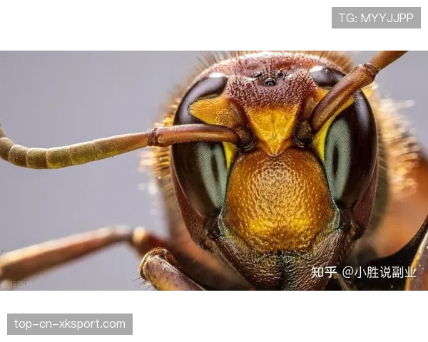 养蜜蜂的自行车手:环保的副业,自己养蜜蜂的成本高吗 养蜜蜂的自行车手:环保的副业,自己养蜜蜂的成本高吗